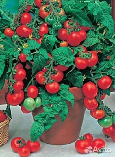 Помидор на подоконнике