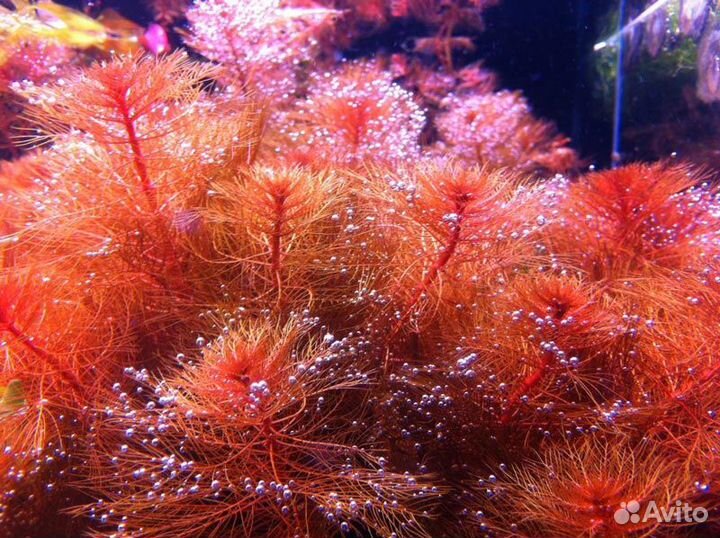 Перистолистник красный