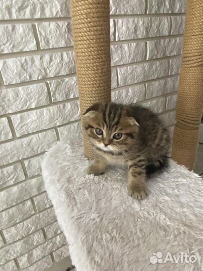 Шотландская