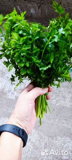 Петрушка свежая