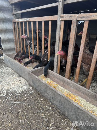 Бойцовая птица