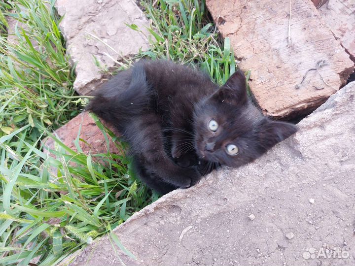 Британская кошка