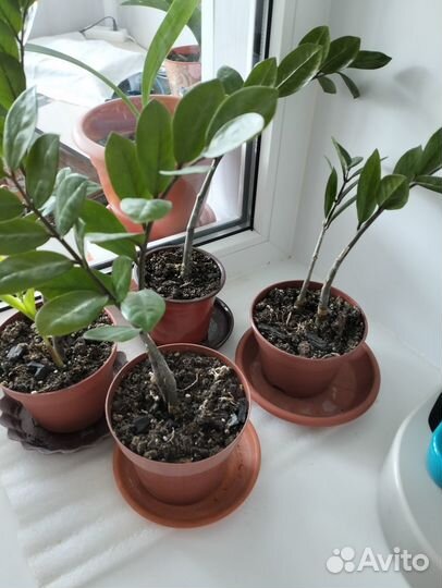 Комнатные цветы