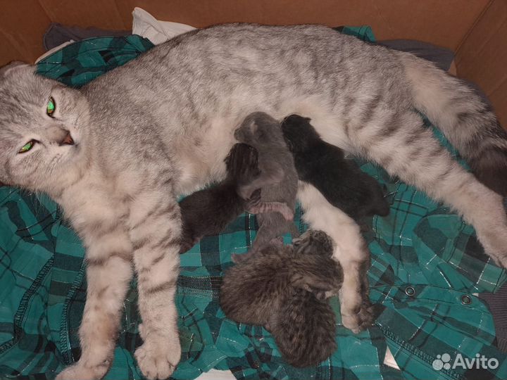 Домашние животные котята