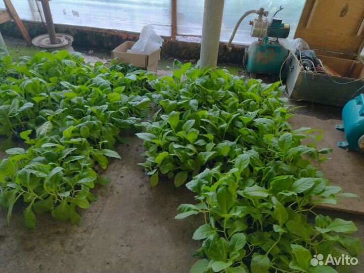 Рассада#табака