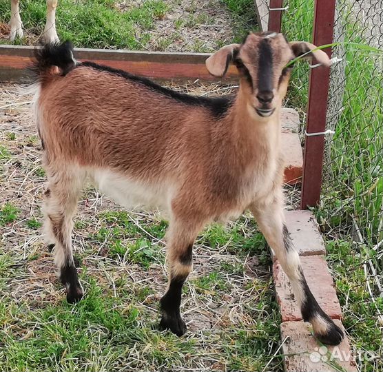 Козочка молочная