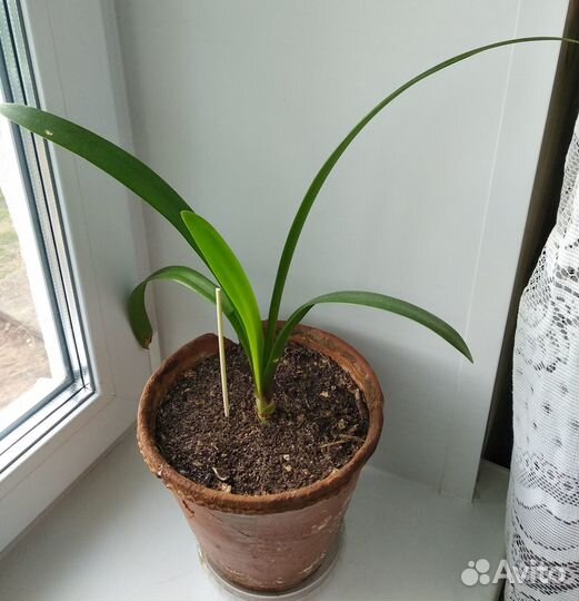 Гиппеаструм