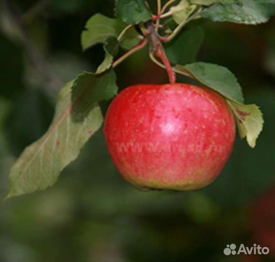 Черенки для прививки