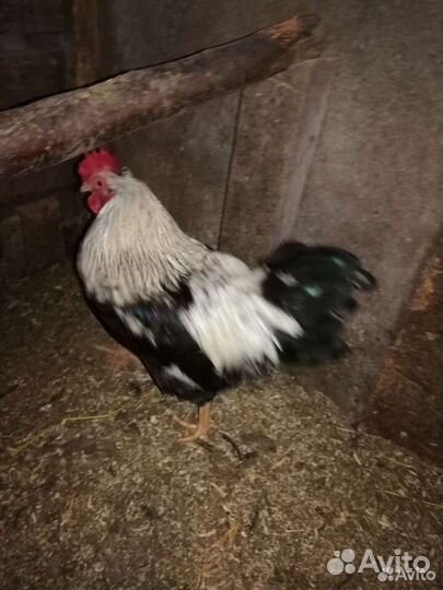 Петухи