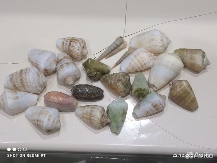 Ракушки с индийский океан за все