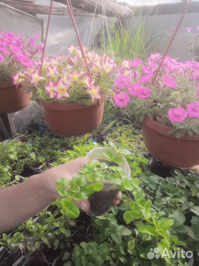 Вербейник монетчатый зелёный и аурея