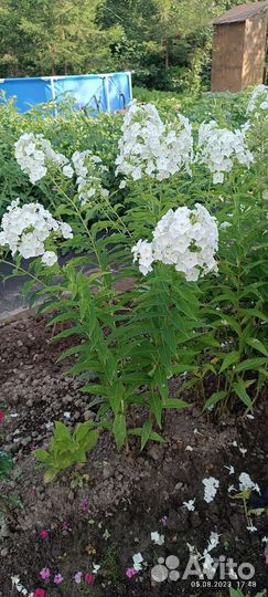 Флокс метельчатый