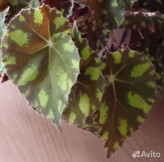 Бегония декоративно лиственная