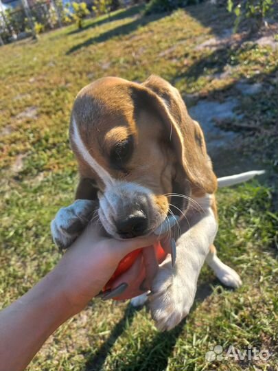 Щенки бигль девочка