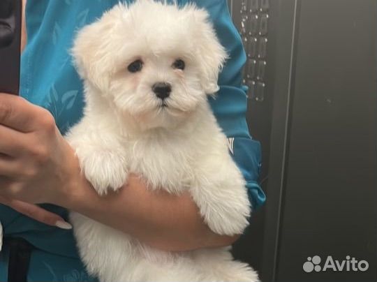 Мальтийская болонка