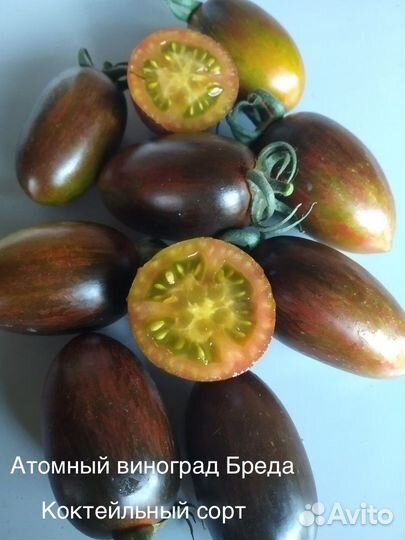 Рассада томатов (семена от коллекционеров)