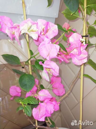 Бугенвиллия chitra