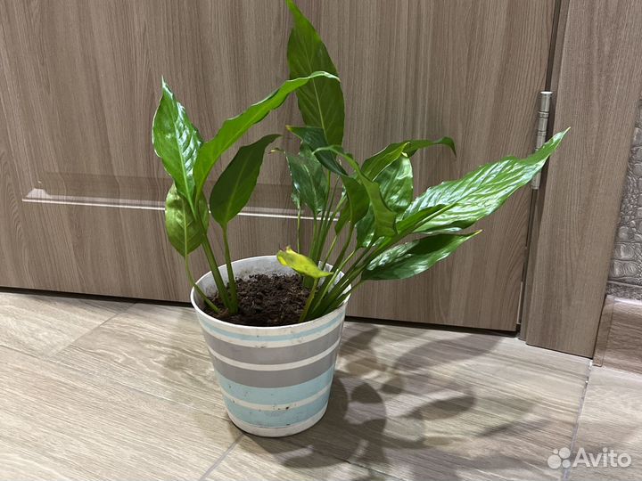 Спатифиллум