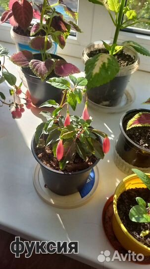 Комнатные растения