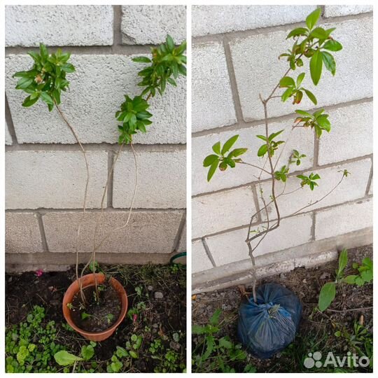 Рододендрон даурский из Забайкалья