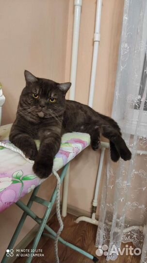 Котик на вязку