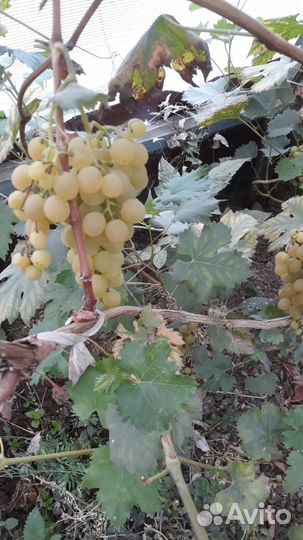 Саженцы винограда