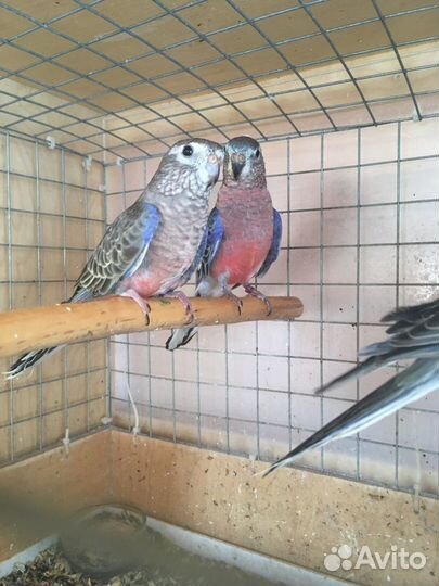 Певчий попугай