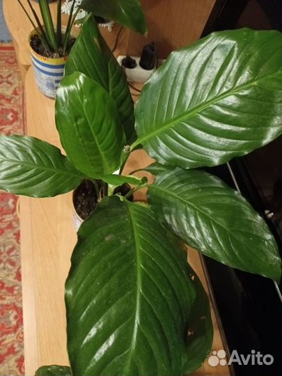 Спатифиллум королевский