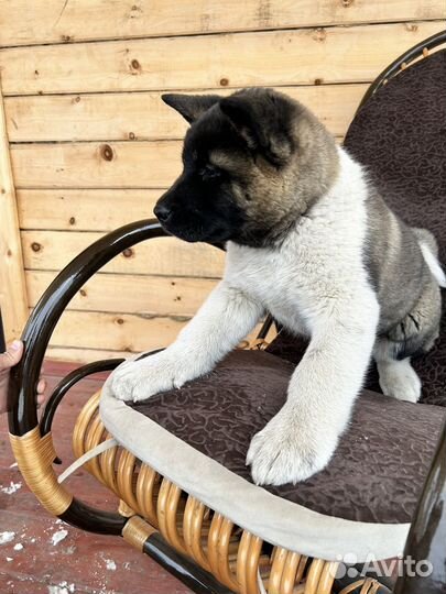 Супер девочка Американской акиты от Чемпионов