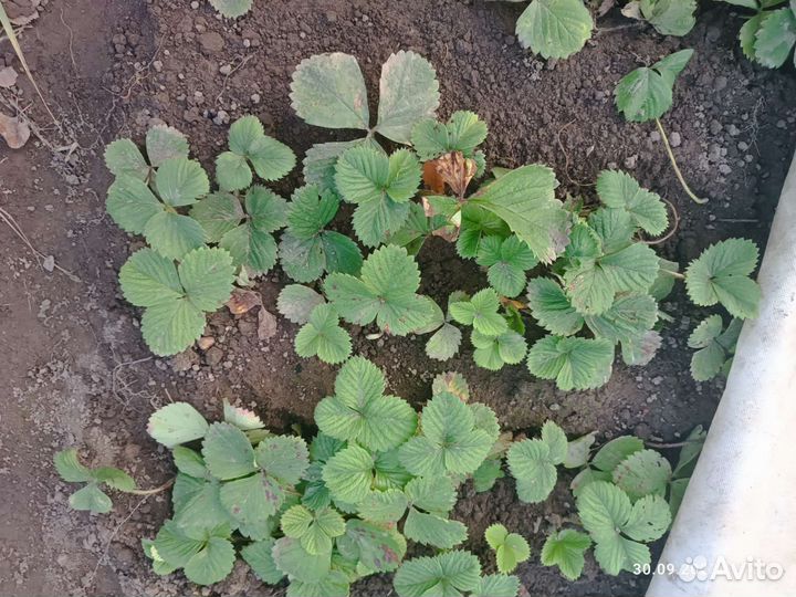 Клубника Чамора Туруси