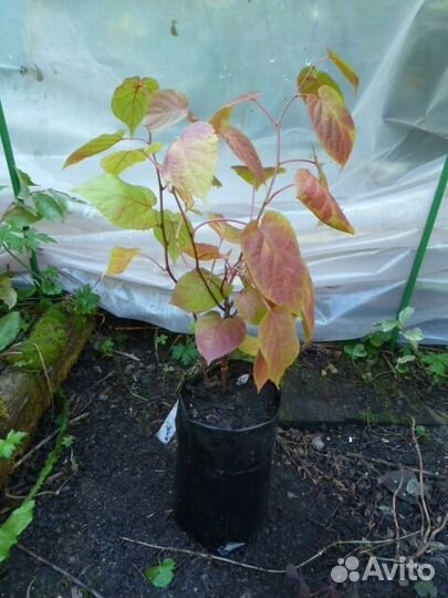 Актинидия коломикта