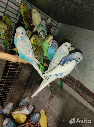 Попугаи с питомника