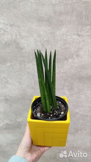 Сансевиерия