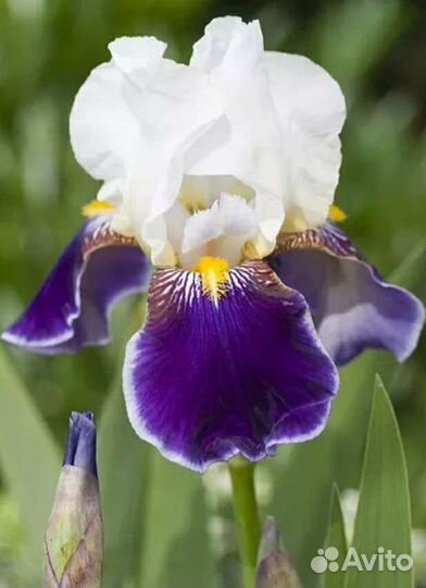 Ирис продажа или обмен