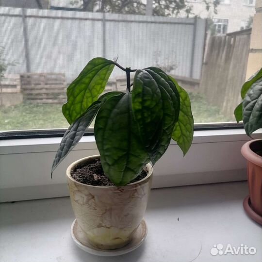 Клеродендрум Томпсона