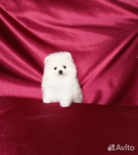 Мини мальчики. С документами