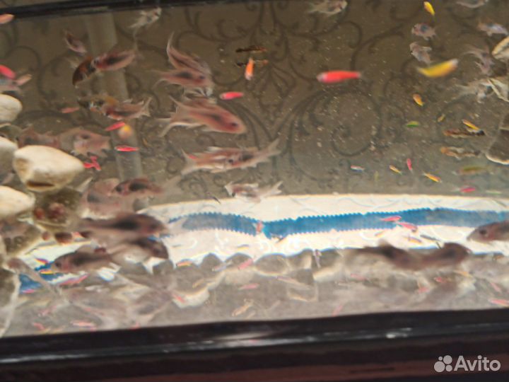 Рыбки мелким оптом
