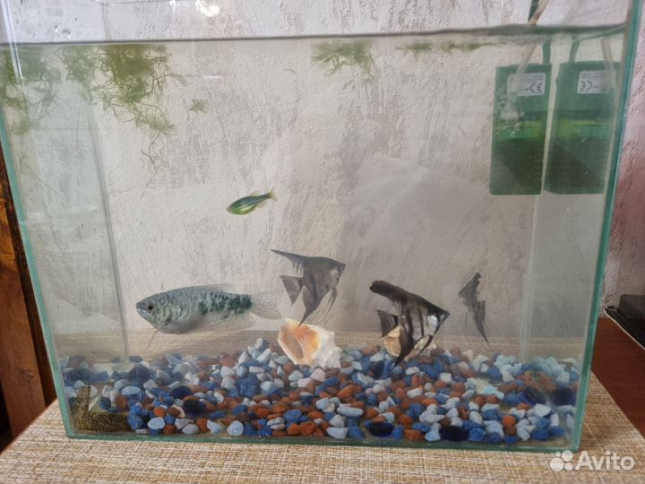 Аквариум с рыбками,насос