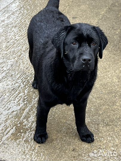 Лабрадор подрощенные