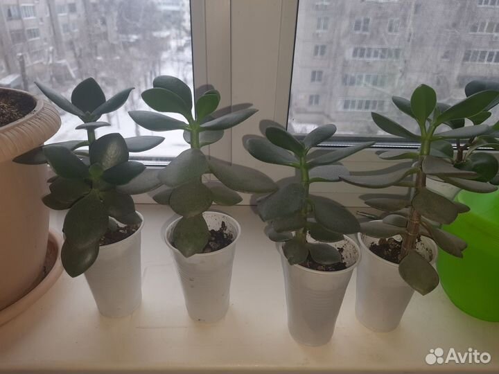 Денежное дерево/Толстянка