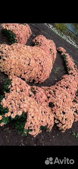 Хризантемы мультифлора