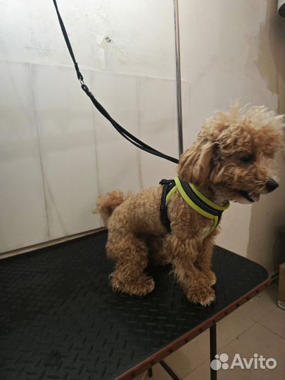 Груминг на Блиново