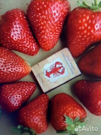 Саженцы клубники