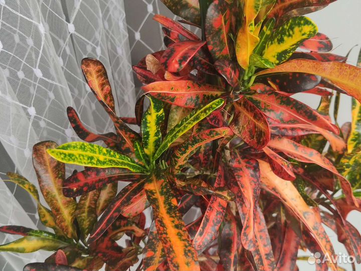 Кодиеум кротон Батик