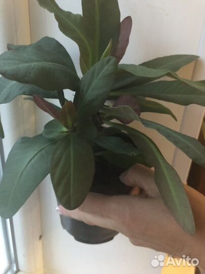 Молочай миля (розовый и белый)