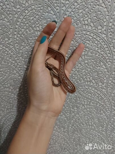 Маисовый полоз