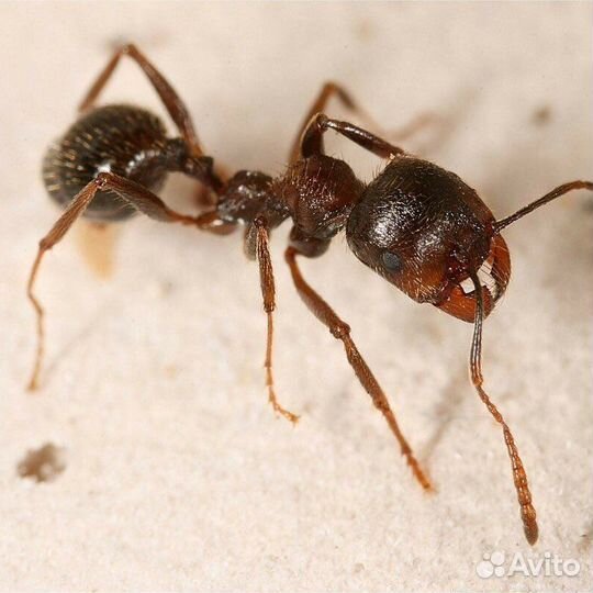 Муравьи - жнецы Messor Structor