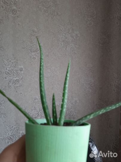 Алоэ вера,спацифилиум,герань