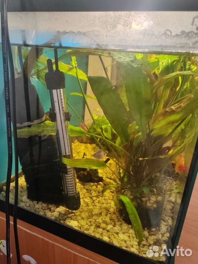 Аквариум с рыбками