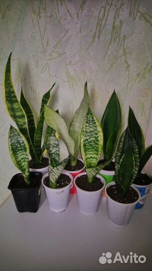 Сансевиерия сортовая